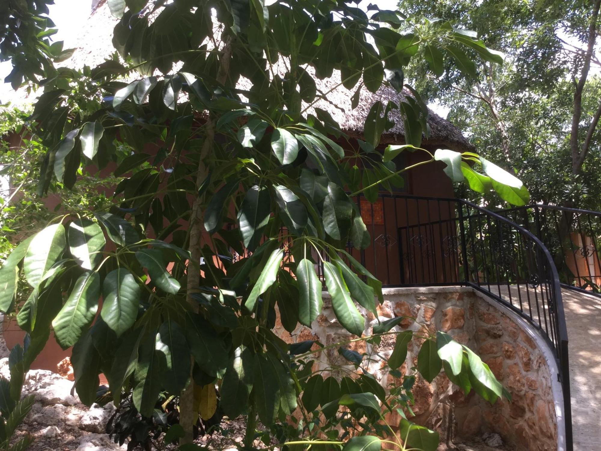 Santa Elena The Pickled Onion B&B And Restaurant Uxmal חדר תמונה