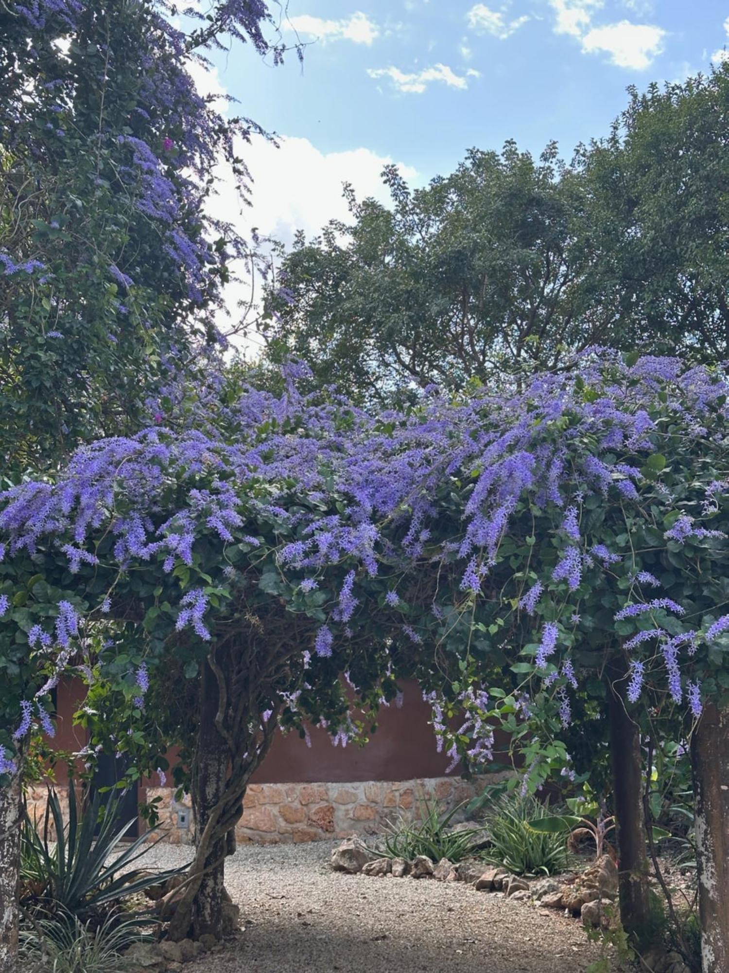 Santa Elena The Pickled Onion B&B And Restaurant Uxmal מראה חיצוני תמונה