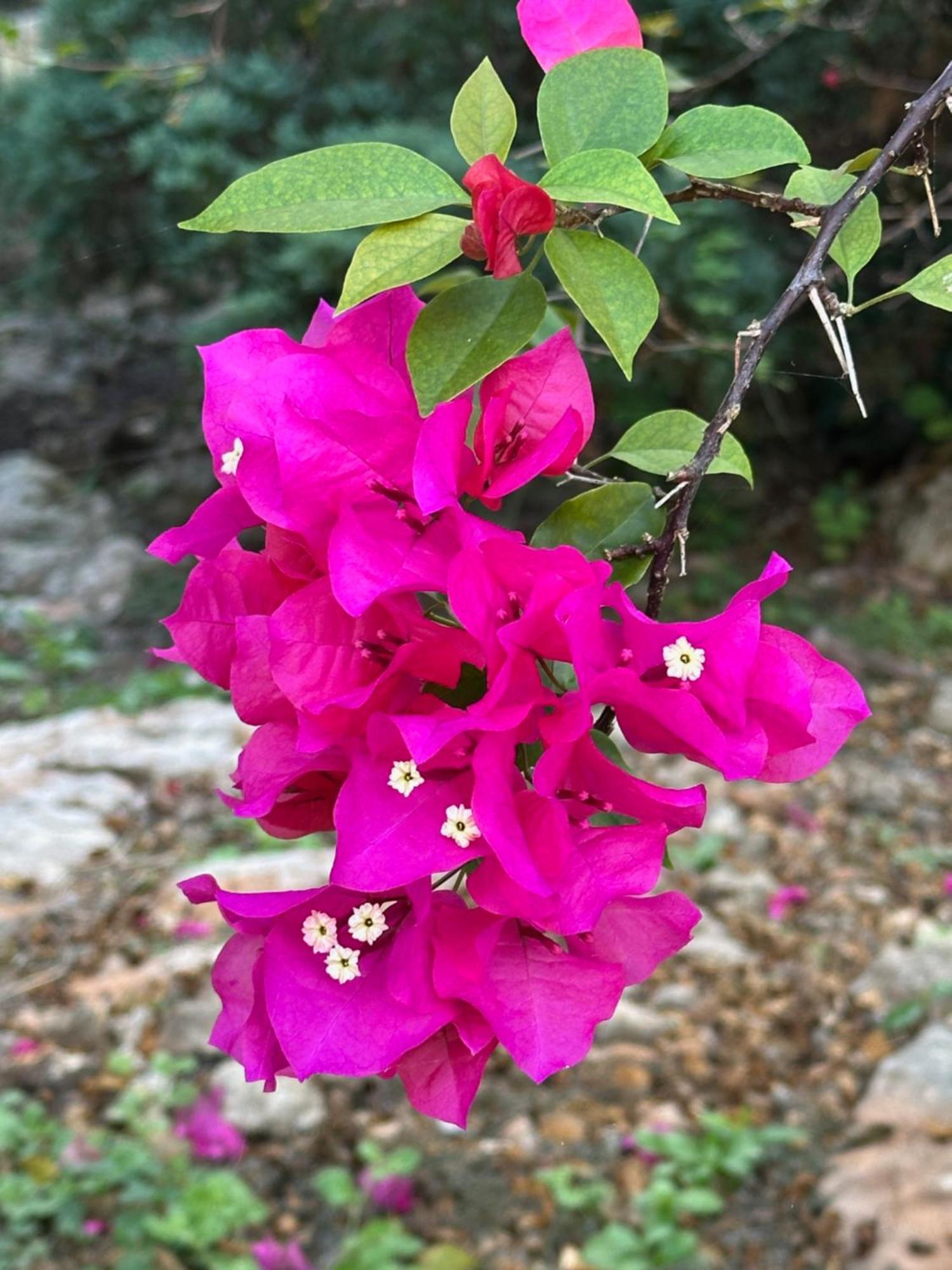 Santa Elena The Pickled Onion B&B And Restaurant Uxmal מראה חיצוני תמונה
