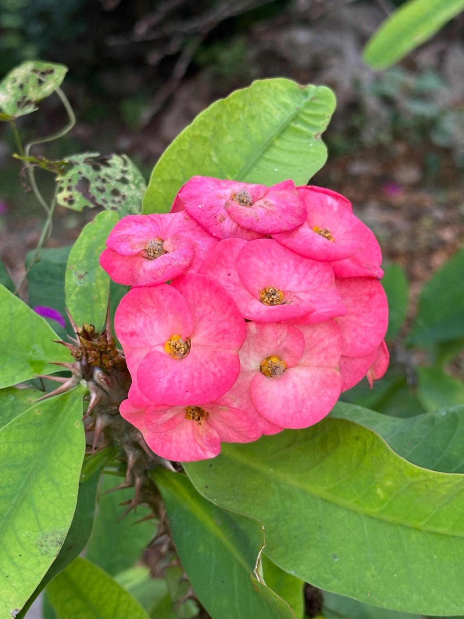 Santa Elena The Pickled Onion B&B And Restaurant Uxmal מראה חיצוני תמונה