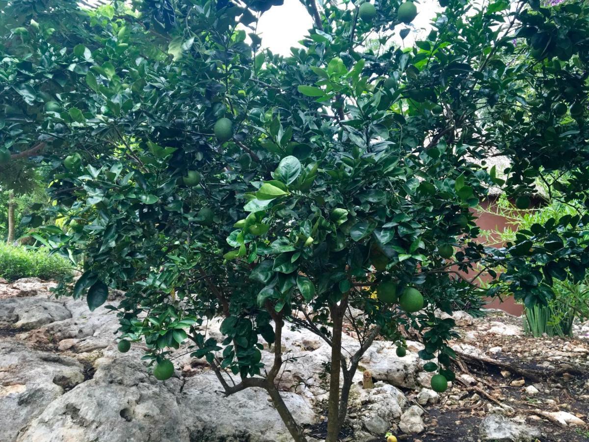 Santa Elena The Pickled Onion B&B And Restaurant Uxmal מראה חיצוני תמונה
